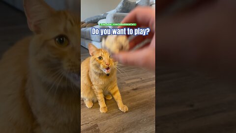 You want to play tag?