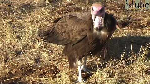 Male Lion Chases Vultures