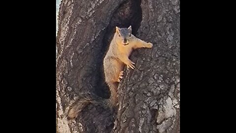 SQUIRREL AT GRIFFITH PARK