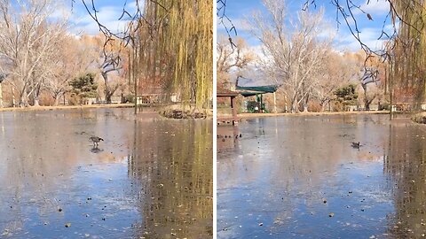 Goose lands on think ice, falls right through