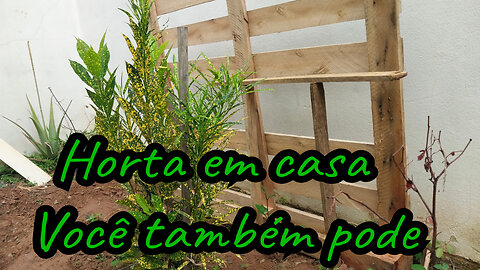 Horta em casa - Plantar em casa - Plantas em casa - O que plantar em casa