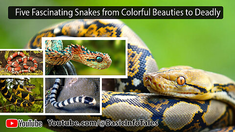 Five Fascinating Snakes from Colorful Beauties to Deadly Predators