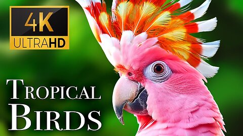 Tropical Birds with Names and Sounds in 4K - Scenic Relaxation Film