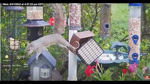 Squirrel On Bird Feeder