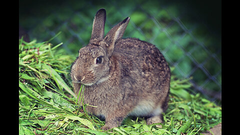 Rabbit eating grass, Rabbit 🐇🐰🐰, rabbit video