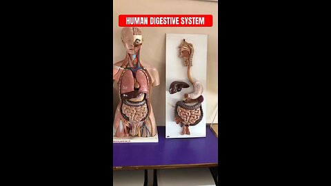 human digestive system