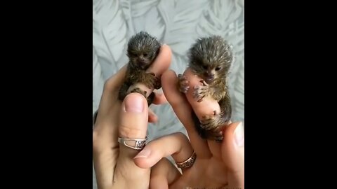 Western pygmy marmoset babies