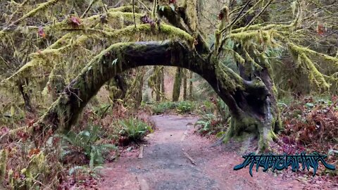 Hoh Rainforest Exploration (4K)