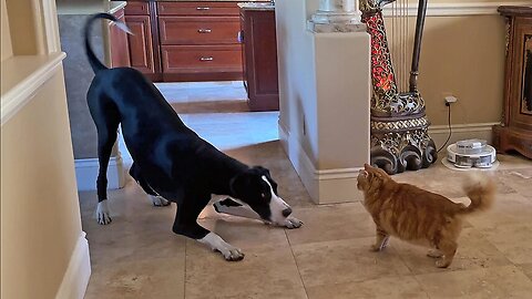 Playful Cat & Great Dane Enjoy Playing Together