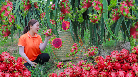 Harvest Succulent Red Dragon Fruit goes to the market sell | Anh Free Bushcaft