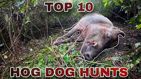 TOP 10 Hog Hunts Extreme