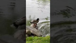 Up close with some ducks