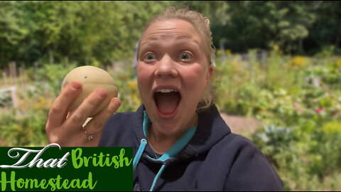 CRAZY Allotment harvest from a volunteer: 12.9KG