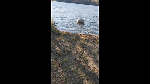 Freya,Atles, Loki, and Yetty team work. they love the water and trump!