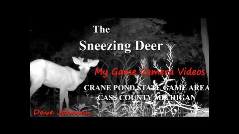 A Deer sneezes so hard he gives the camera mic a brain fart