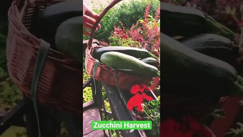 Zucchini harvest for salad 🥗 and pancakes 🥞!