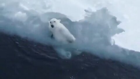 Polar Bear Having Fun Alone In The Water