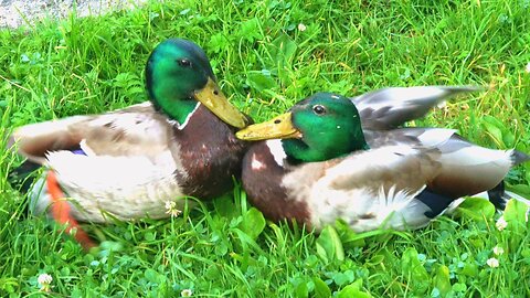 Mallard Duck Drake Wins a Fight and Won't Stop Quacking About It