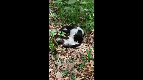 A cute and beautiful cat is sleeping