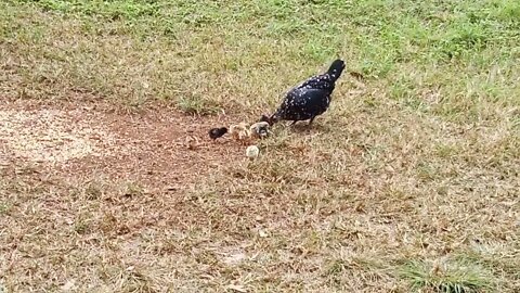 A Bantam Hen and her chicks 9th June 2021