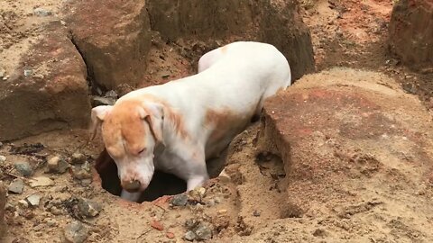 Darla the Dogo Argentino Digs a Den for 10 minutes