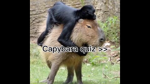 Capybara quiz👨‍🎓