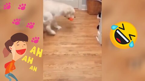 🐾 Cats and Dogs 🐕 Fighting Very Funny😂 Try not to laugh!