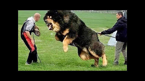 10 Most Powerful Dogs in the World - Biggest and Dangerous Dogs in the world 😱😱😱