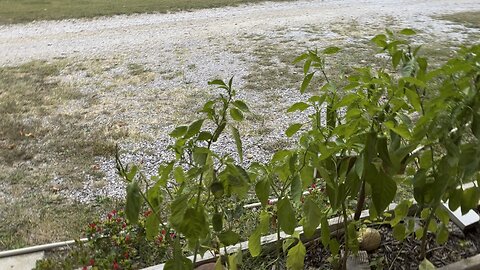 Horned Worm Eating My Pepper Plant 🌶️ #ChamberlinFamilyFarms #gardening #farm #homestead