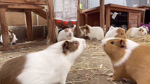 Guinea pig sisters fight