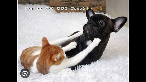 Dog🐶 And 🐱Cat WWE Match🦧🤣 See Who Is a Winner