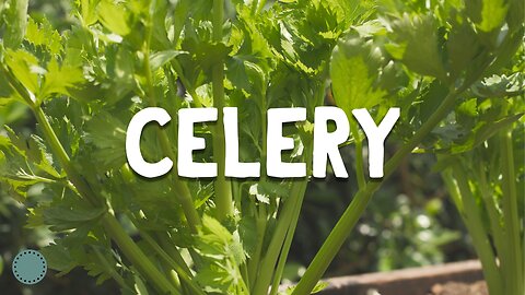 How to Grow ~ Celery