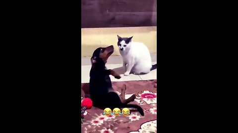 funny animals