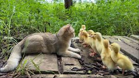 Too funny cute animals!The kitten is a mother duck taking her ducklings on an adventure in the wild