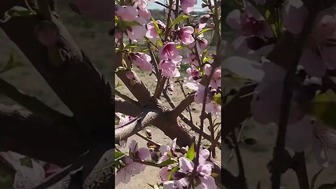 Peach Flowers and Bees #bees #spring #peaches #asmr