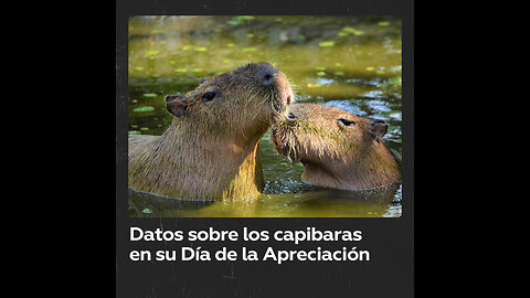 Hoy se celebra el Día Mundial de la Apreciación al Capibara