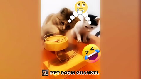 Silly cat 🐈 being cute 🐱 and funny 😹 | funny animal videos - pet room