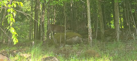 Deer cleaning each other