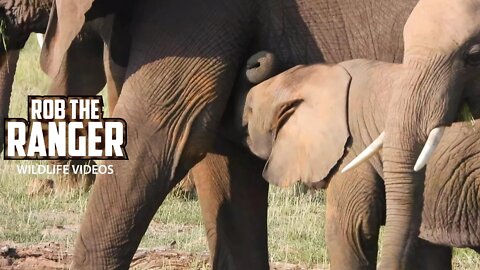 Amboseli Elephant Herd With Lots Of Calves | Zebra Plains Safari