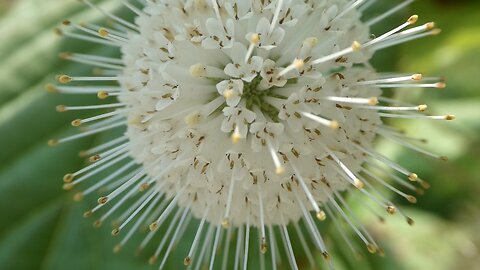 ONIONS Feb. 2024 (Seed starting)