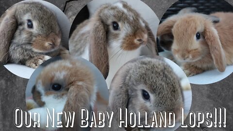 Our New Holland Lop Bunnies!