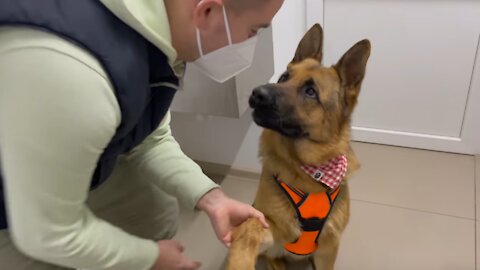 German Shepherd Reaction to a Visit to the Vet!