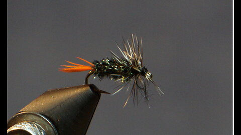 Gray Hackle Peacock