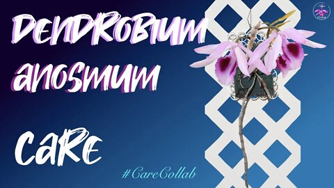 DENDROBIUM ANOSMUM CARE | INORGANIC MOUNT SET UP #CareCollab