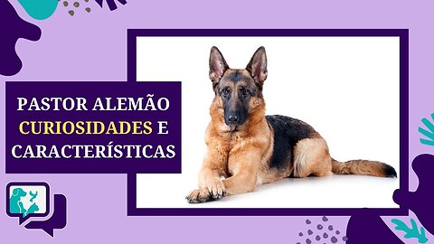 PASTOR ALEMÃO: 7 Curiosidades e Características da Raça