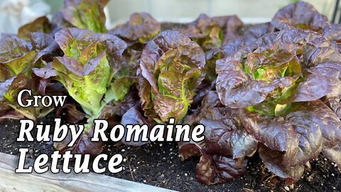 How to Grow Ruby Romaine Lettuce from Seed | from Seed to Harvest