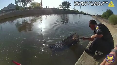 Police in Phoenix rescue Labrador who got stuck in canal amid heat