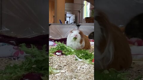 Guinea pig eating- the struggle is real