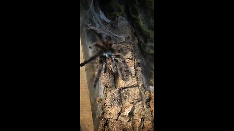 Caribena versicolor tarantula eating cricket