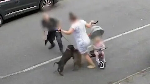 Mother Tries to Protect Baby as Out-of-Control Dog Unleashes Attack on Pet